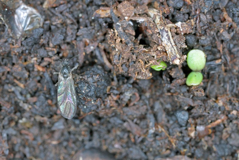 Gnats in Soil