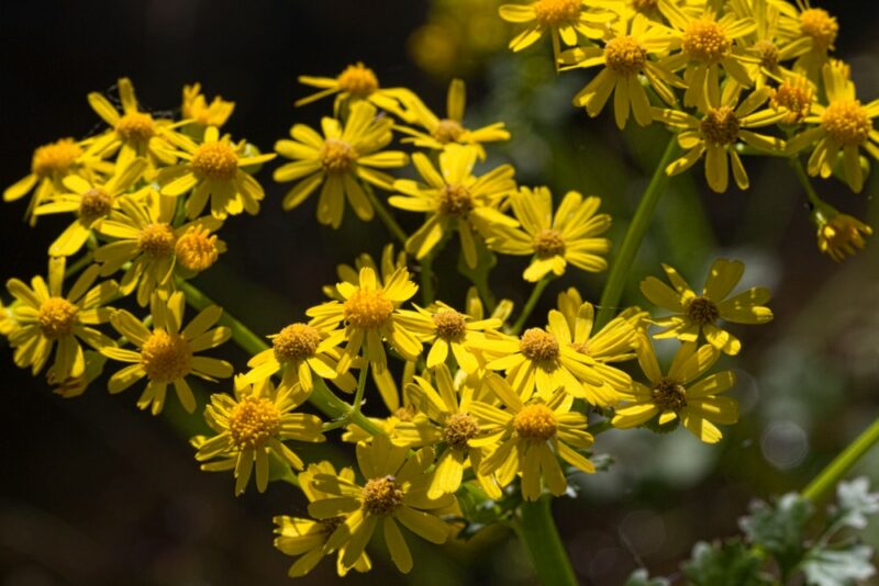 Golden Groundsel