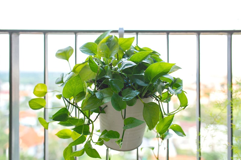 Hanging Golden Pothos