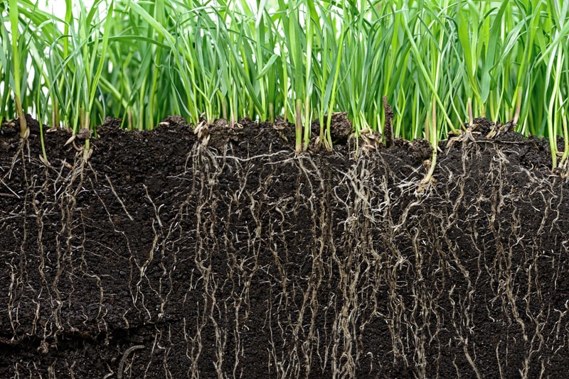Grass with roots showing from cutaway view