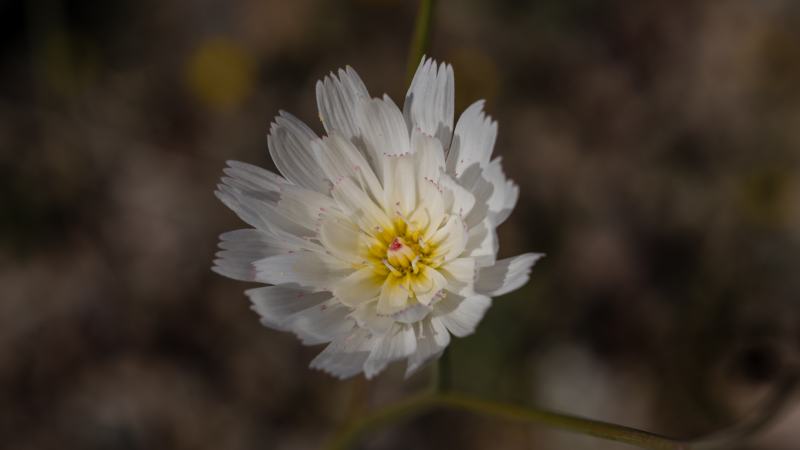 Gravel Ghost wildflower