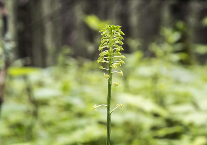 Green Adder's-mouth