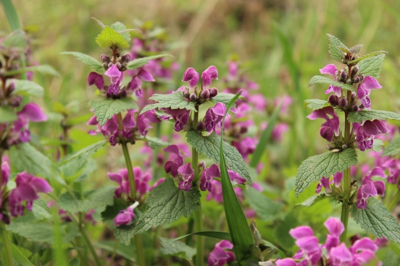 Ground Ivy growing in the yard