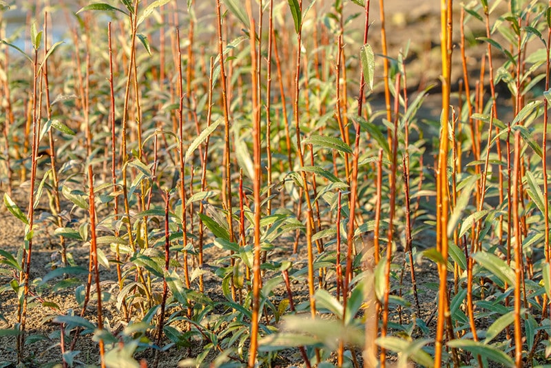 Grow Willow