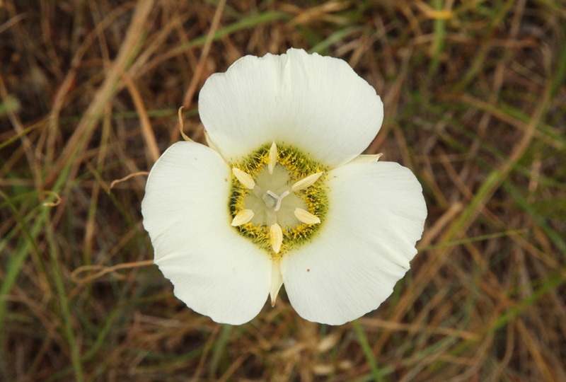 Gunnison's Mariposa Lily