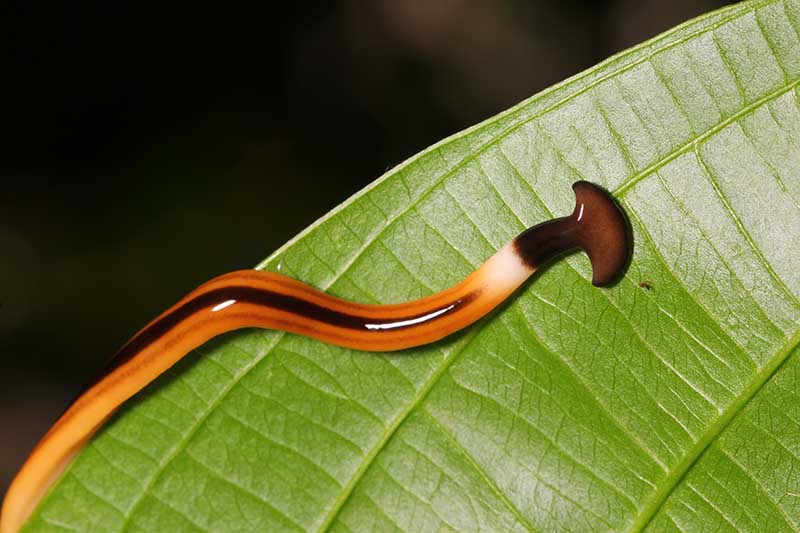 Hammerhead flatworm
