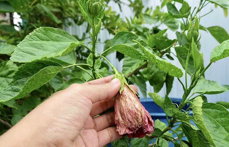 Hand Holding Dried Hibiscus