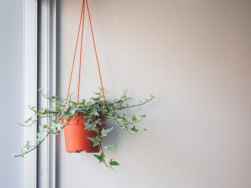 Hanging English Ivy