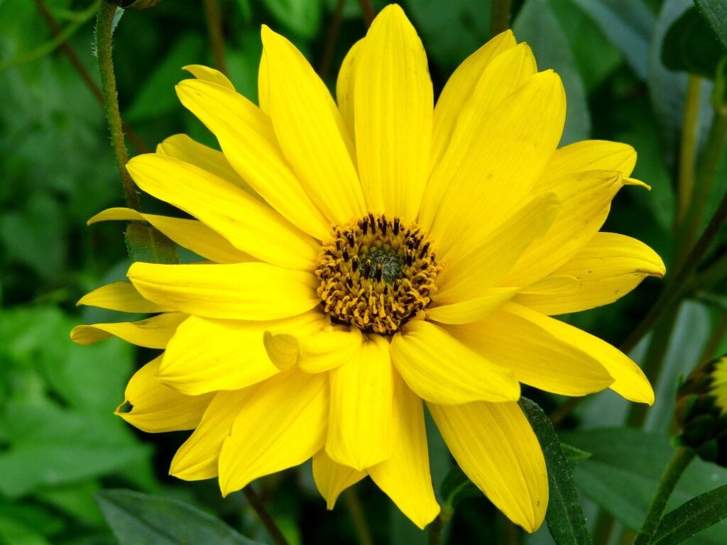 Heartleaf Arnica