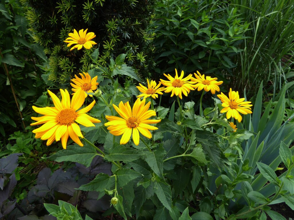 Heartleaf Arnica