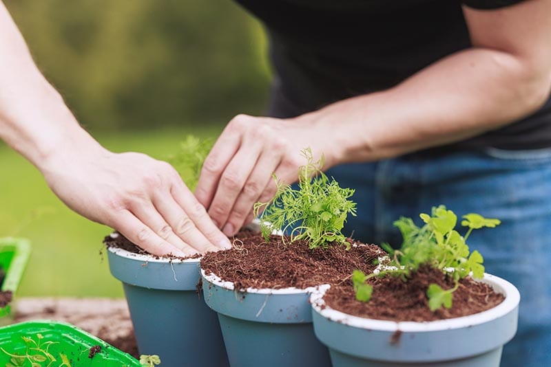 Home gardening best soil for herbs