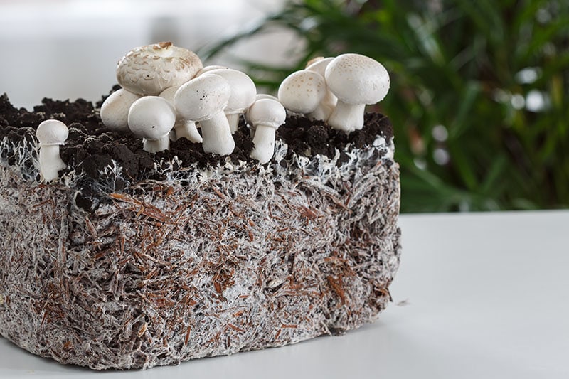 Homemade mushrooms and mycelium
