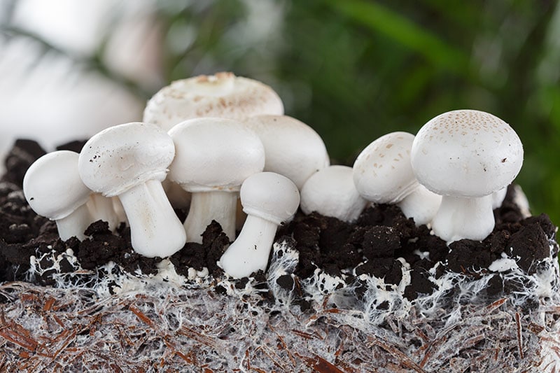 Homemade mushrooms mycelium