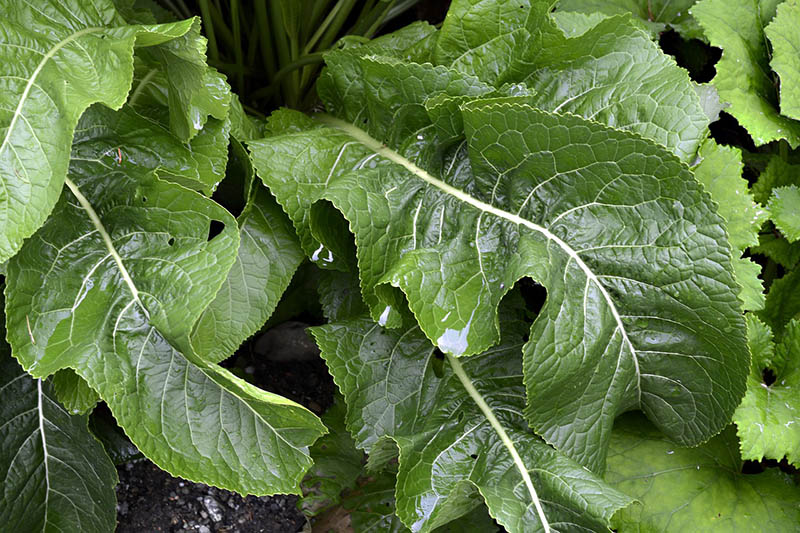 Horseradish plant