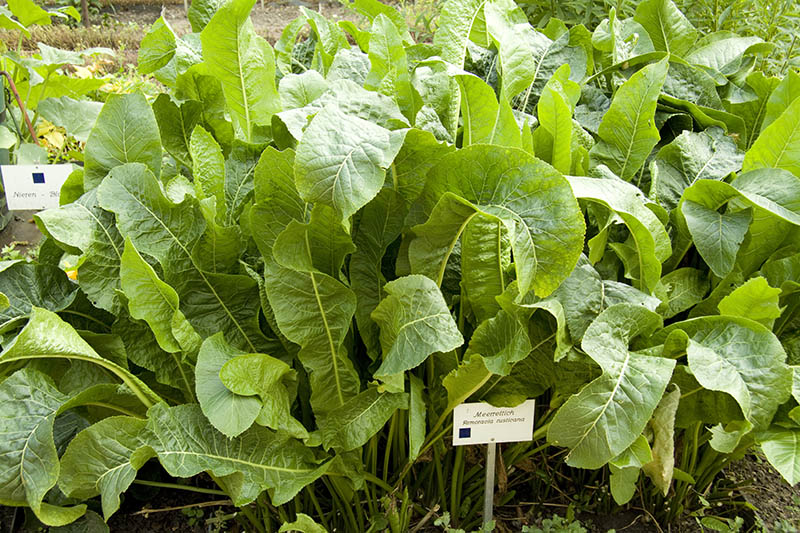 Horseradish planting