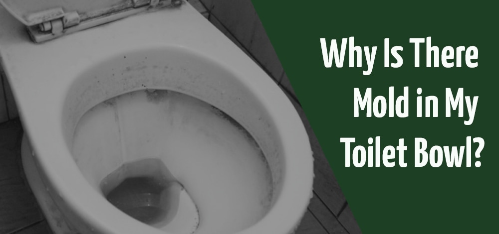why is there mold in my toilet bowl