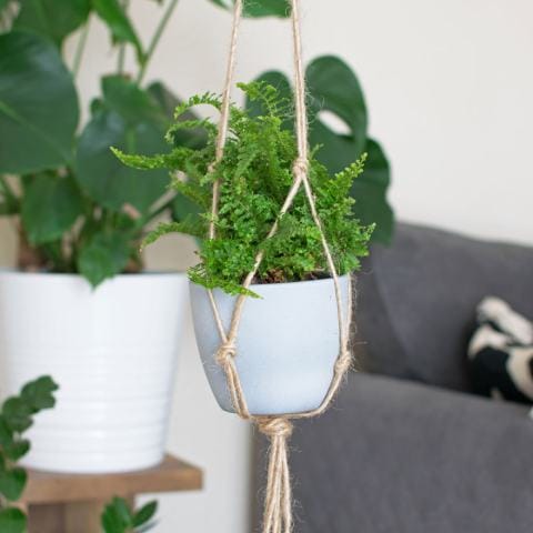 How to Make a Rope Plant Hanger (in 5 Easy Steps)