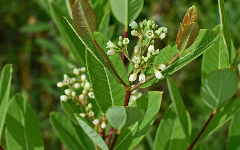 Indian Hemp or Dogbane (Apocynum cannabinum)