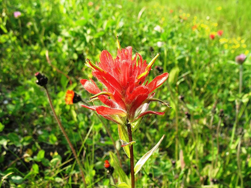Indian paintbrush