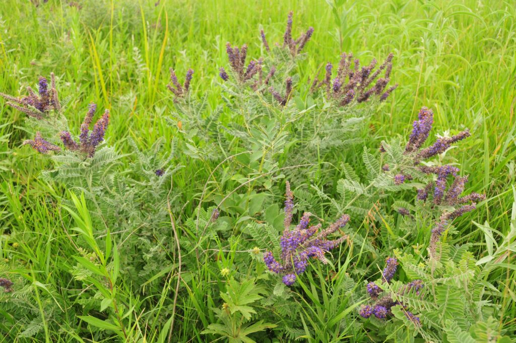 Indigo Bush
