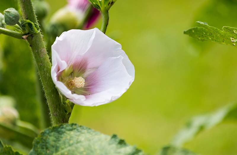 Island morning glory Calystegia macrostegia