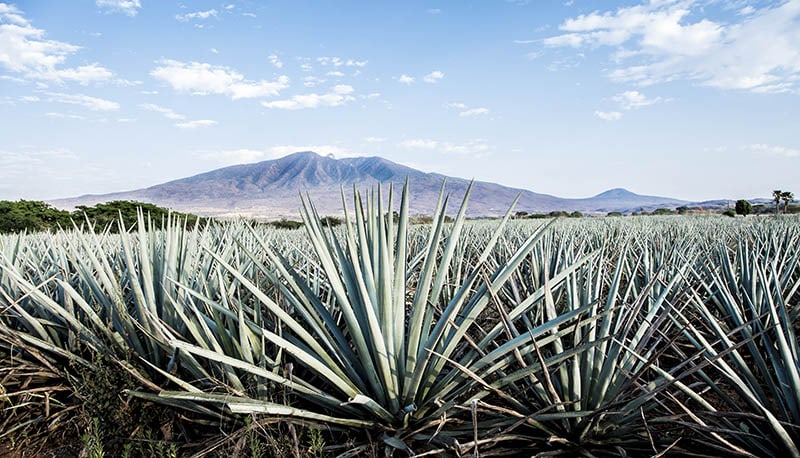 Landscape of planting of agave plants to produce tequila