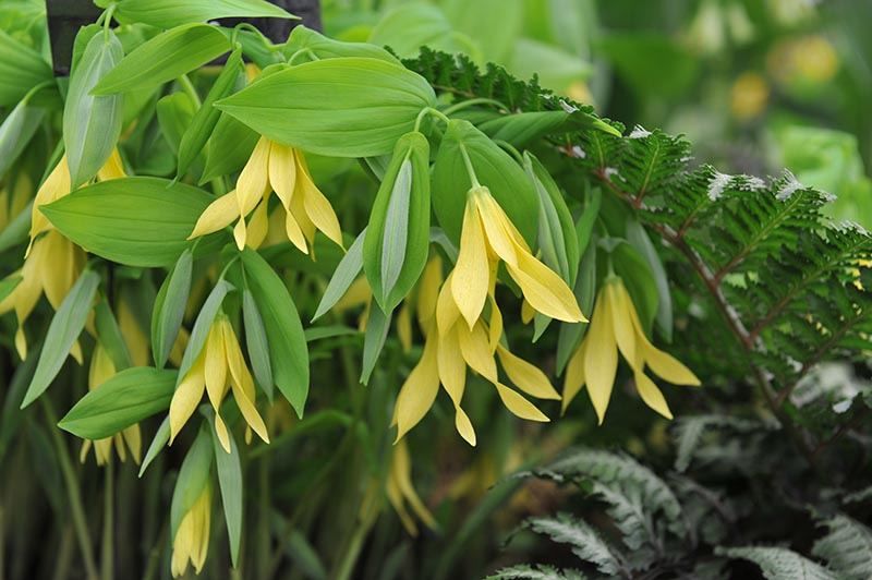 Large-flowered bellwort Fairybells (Uvularia grandiflora)