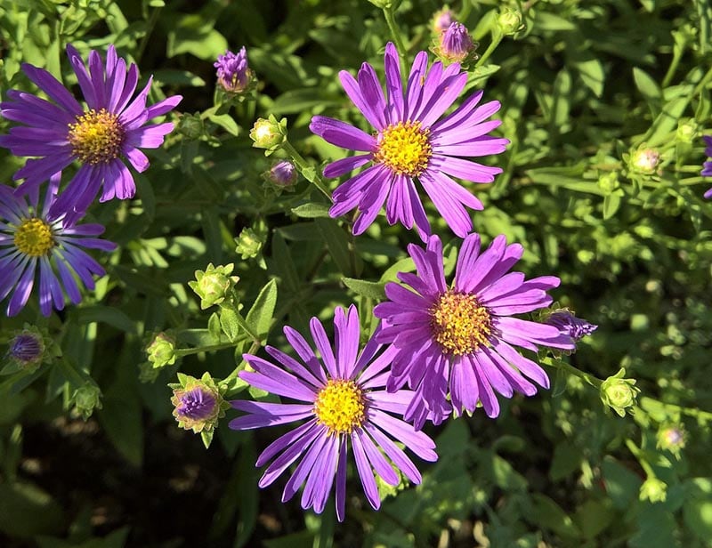 Late Purple Aster
