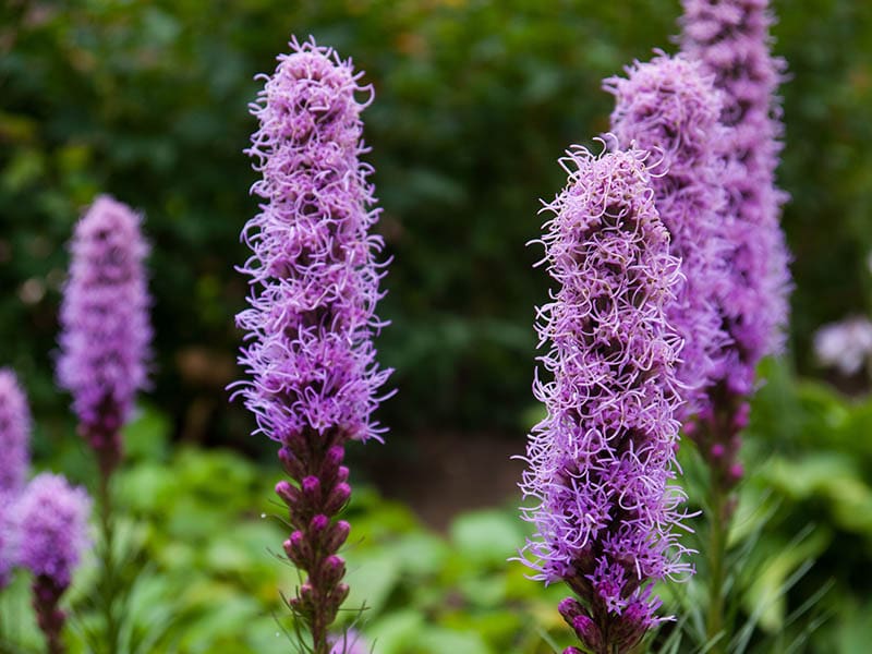 Liatris mucronata 