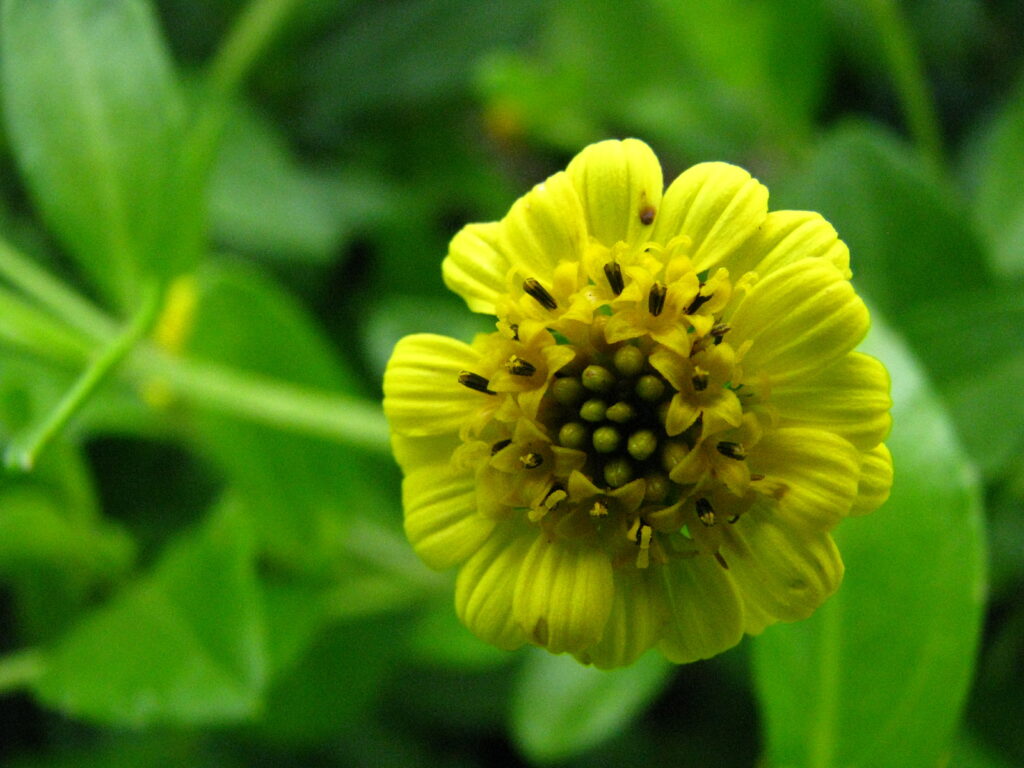 Lipochaeta_succulenta_(5491175146) Nehe or Seaside nehe Asteraceae
