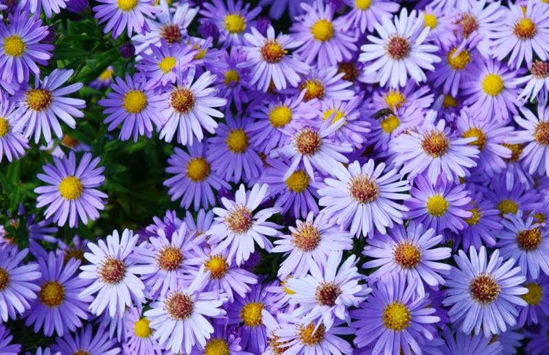 Michaelmas Daisy (Marsh Aster - Aster pauciflorous)