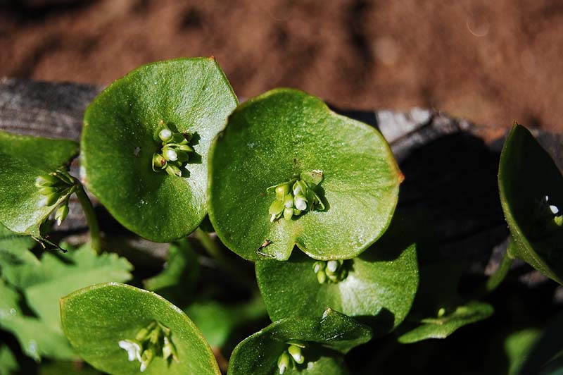 Miner’s Lettuce Claytonia perfoliata
