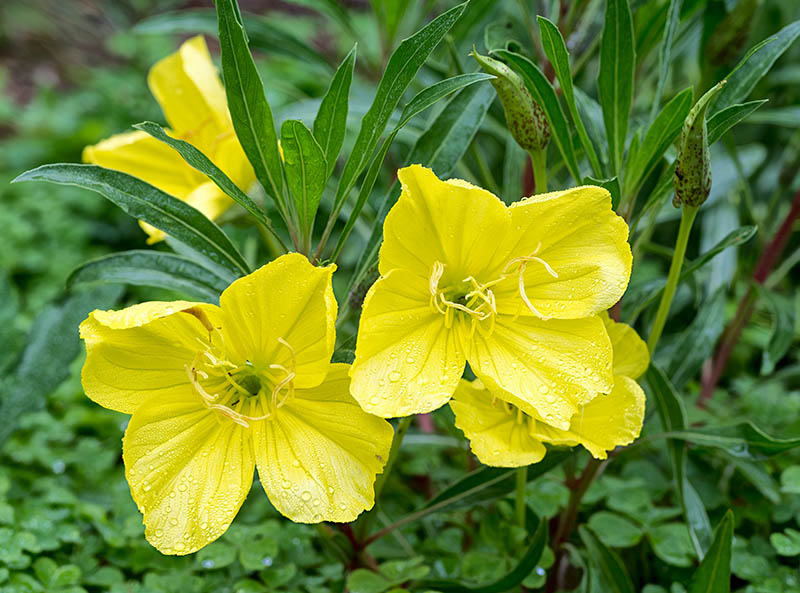 Missouri evening primrose