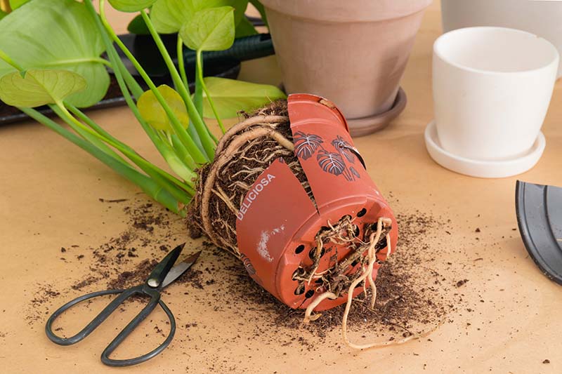 Monstera with roots in ground
