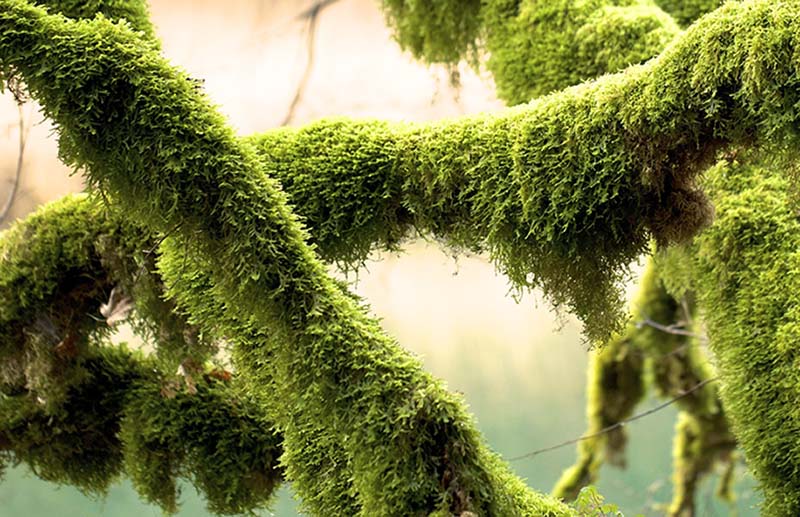 Moss on a tree