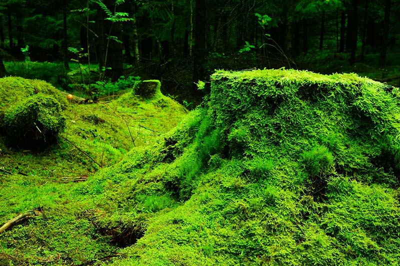 Moss