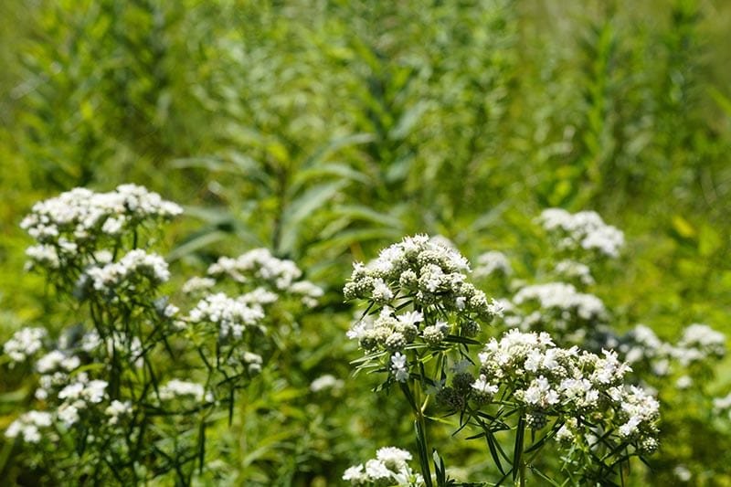 Narrow-Leaf Mountain mint