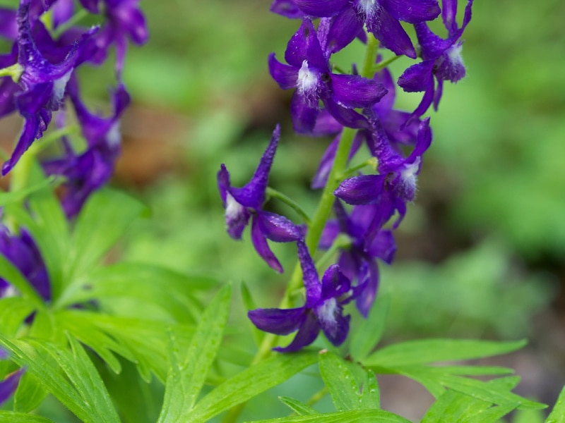 Nuttall’s Larkspur in the garden