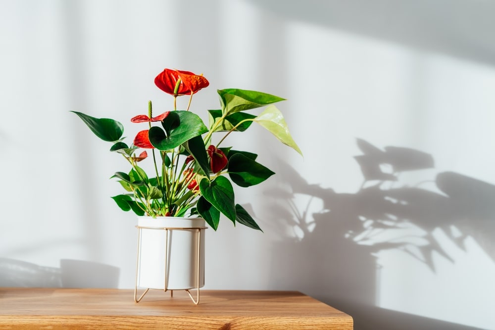 Anthurium on the light