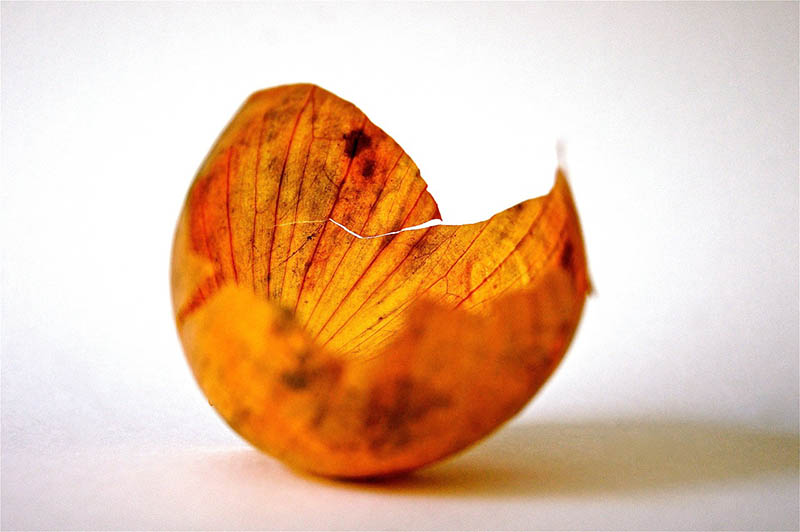 Onion skin