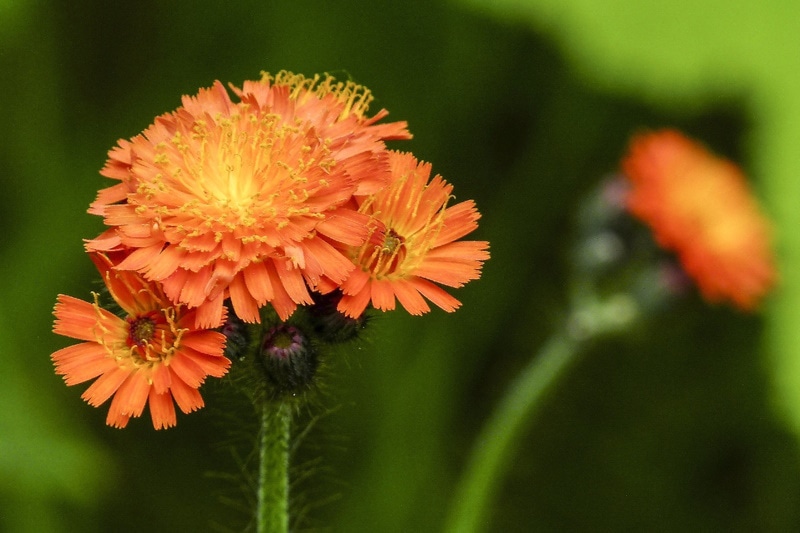 Orange Hawkweed closeup shot