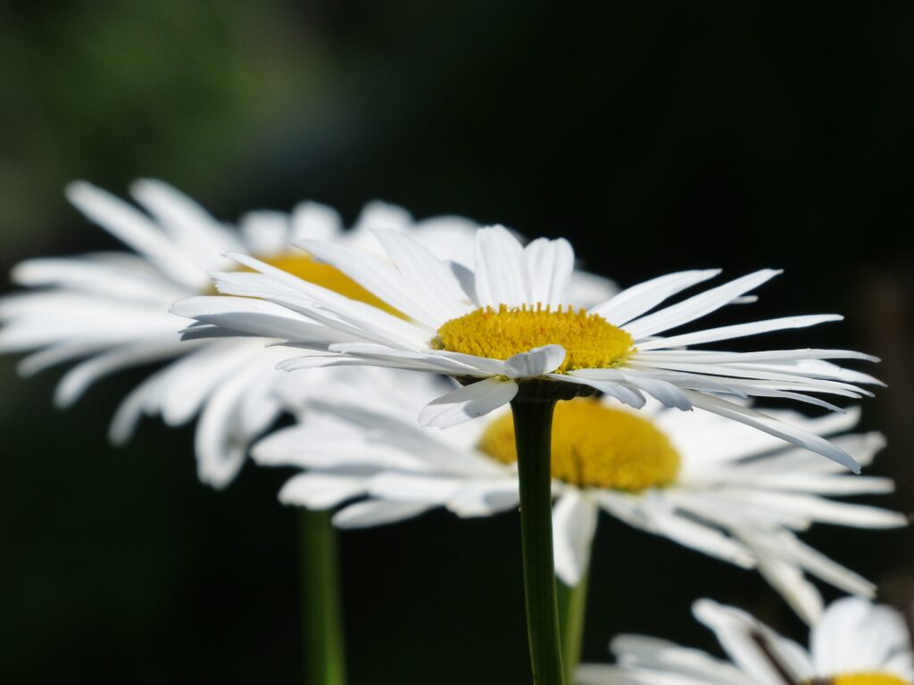 Oxeye Daisy