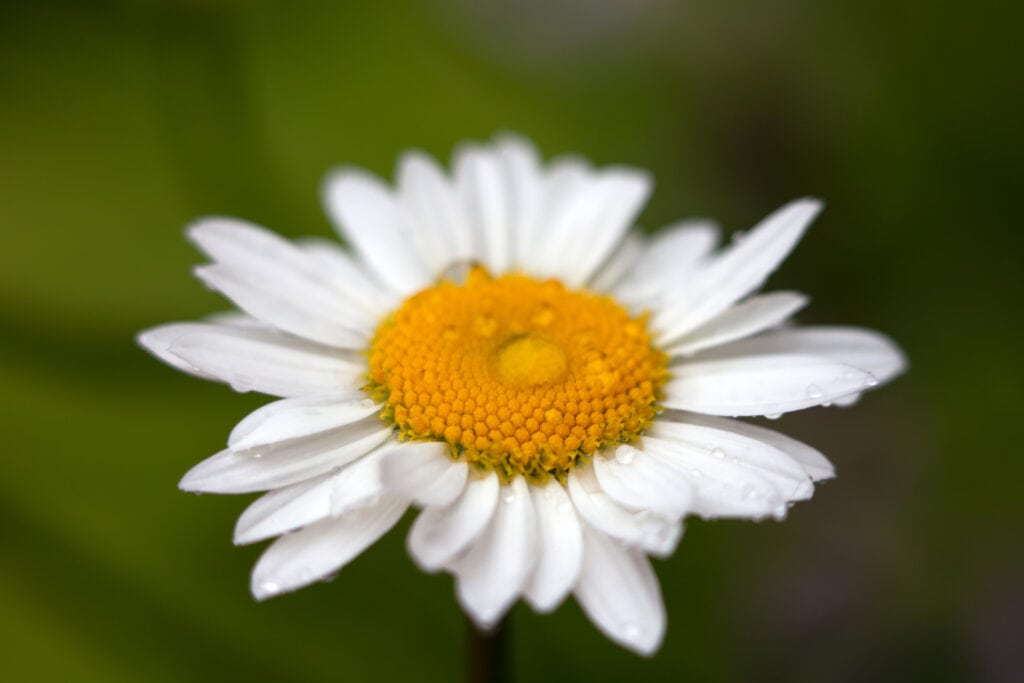 Oxeye Daisy