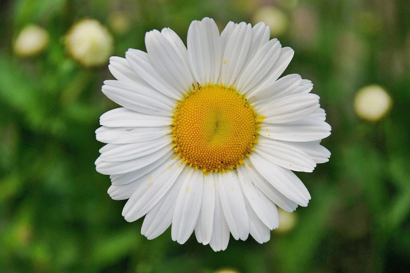 Oxeye or Dog Daisy (Leucanthemum vulgare)