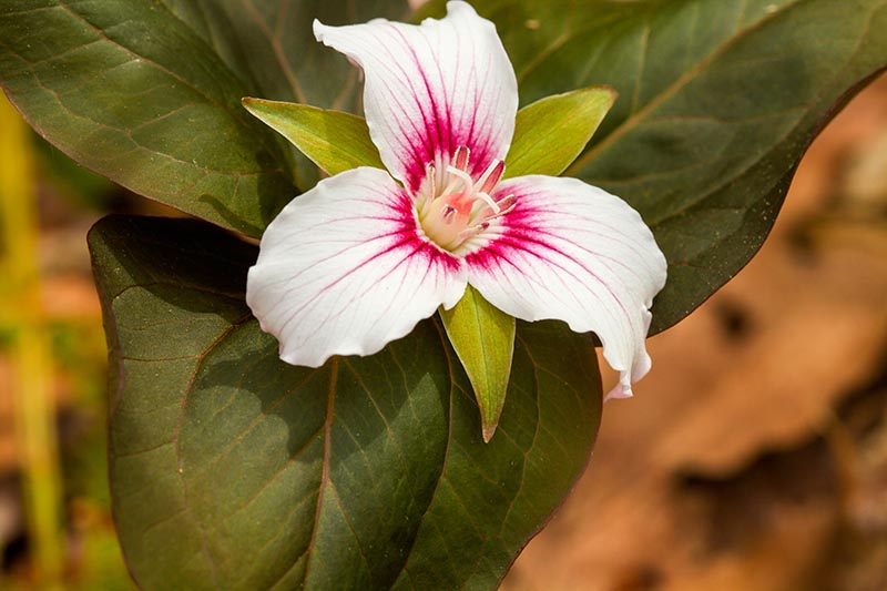 Painted Trillium