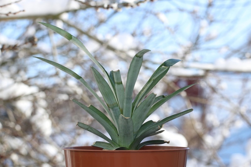 Pineapple crown planted in a pot