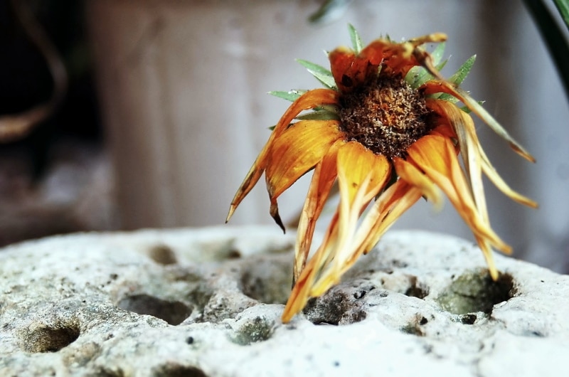 Plant with wilting flower