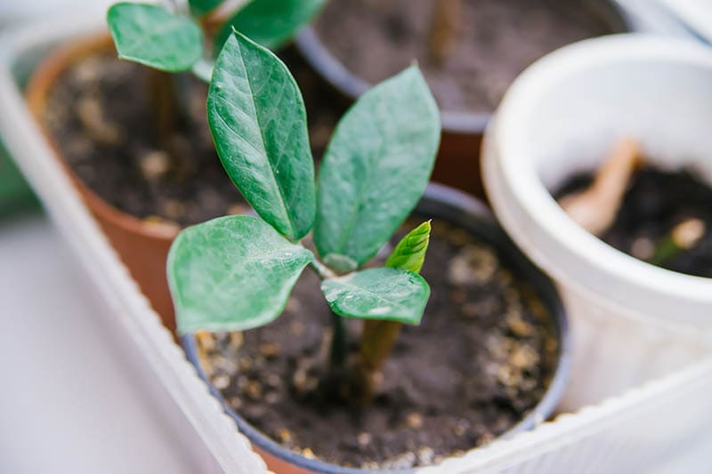 Planting Zamioculcas indoors