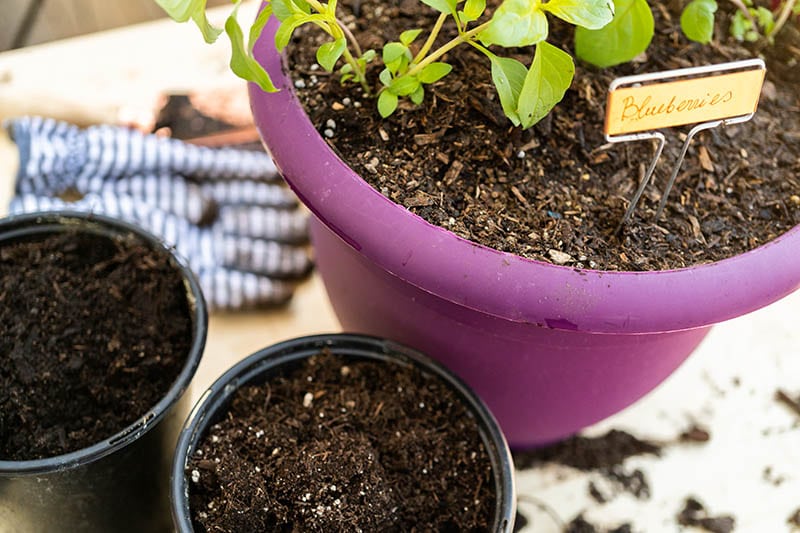 Planting blueberry plant in a garden planting pot