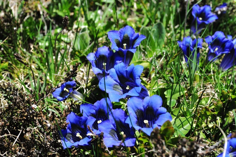 Pleated Gentian growing in the garden